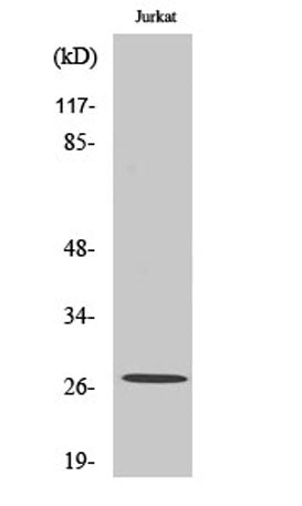Cleaved-Tumstatin (P1426) rabbit pAb
