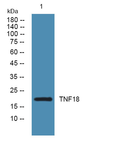 TNF18 rabbit pAb