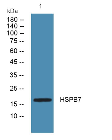 HSPB7 rabbit pAb