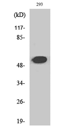 Cleaved-Plasminogen HC A short form (V98) rabbit pAb