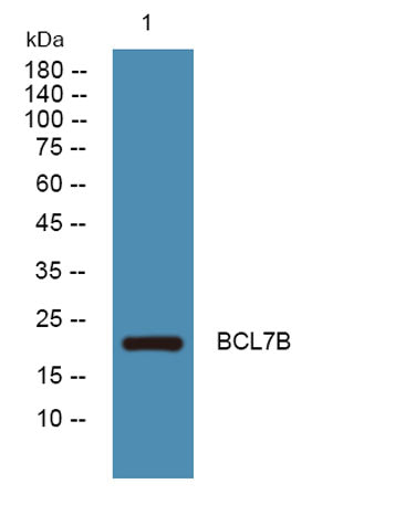 BCL7B rabbit pAb
