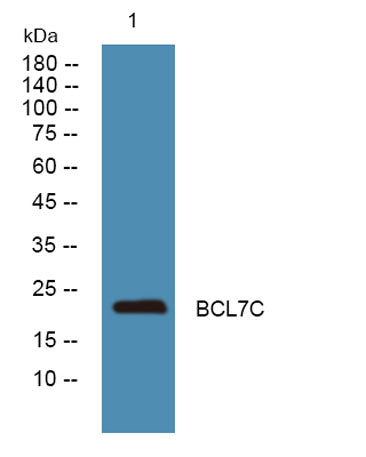 BCL7C rabbit pAb