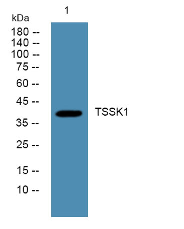 TSSK1 rabbit pAb