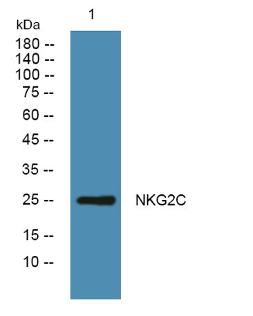NKG2C rabbit pAb