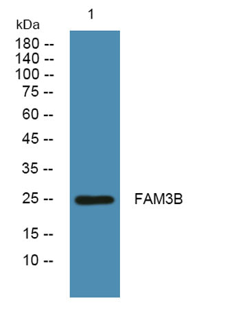 FAM3B rabbit pAb