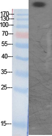 CBP (Acetyl Lys1535) rabbit pAb