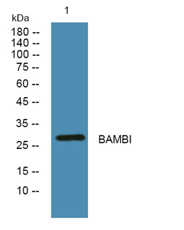 BAMBI rabbit pAb