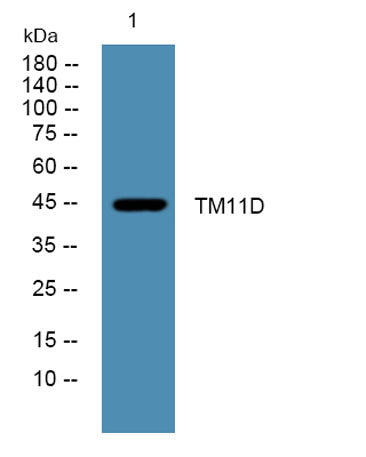 TM11D rabbit pAb