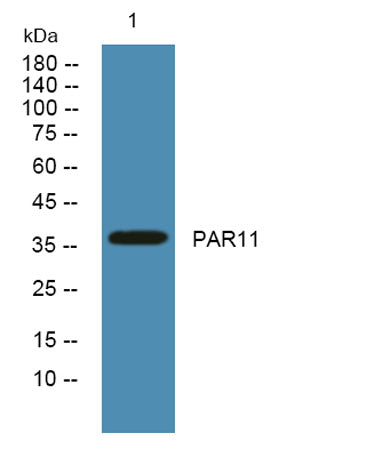 PAR11 rabbit pAb