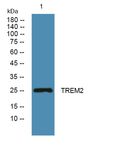 TREM2 rabbit pAb