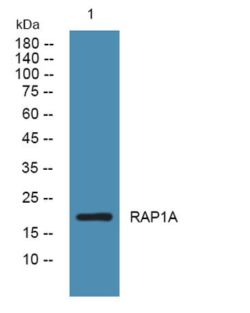 RAP1A rabbit pAb