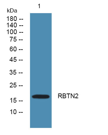 RBTN2 rabbit pAb
