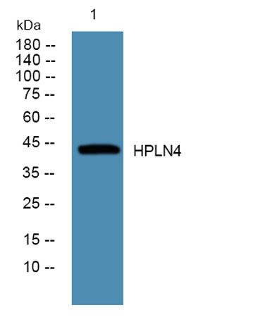 HPLN4 rabbit pAb