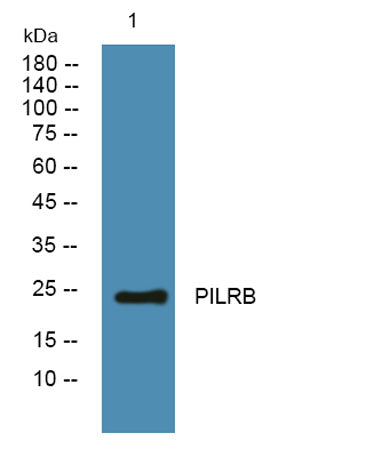 PILRB rabbit pAb