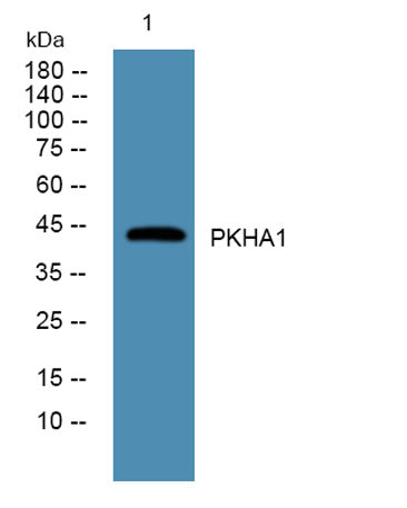 PKHA1 rabbit pAb