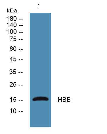 HBB rabbit pAb