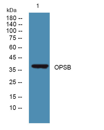 OPSB rabbit pAb