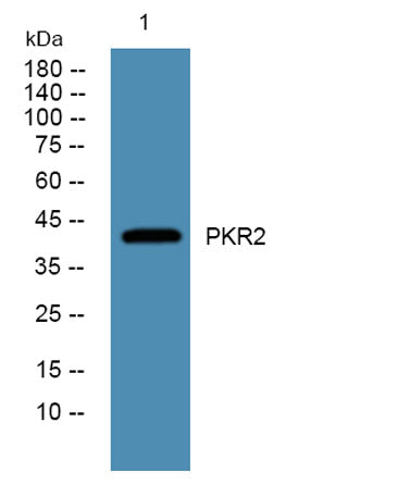 PKR2 rabbit pAb