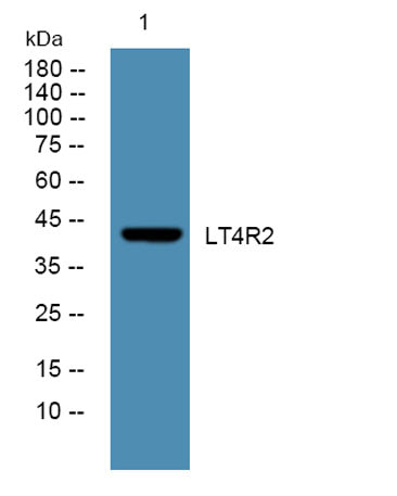 LT4R2 rabbit pAb