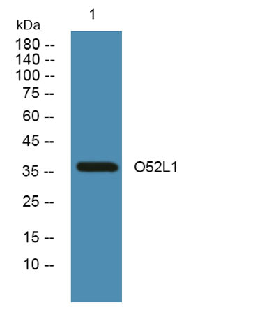 O52L1 rabbit pAb