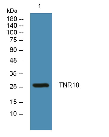 TNR18 rabbit pAb