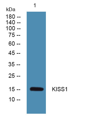 KISS1 rabbit pAb