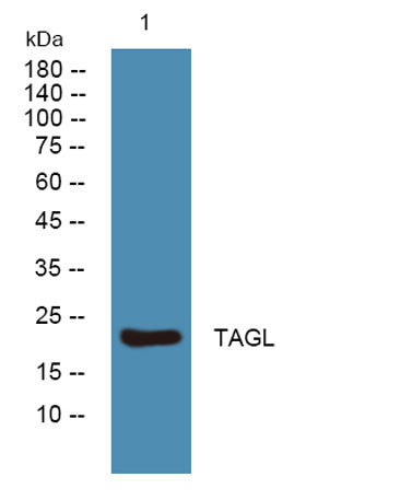 TAGL rabbit pAb