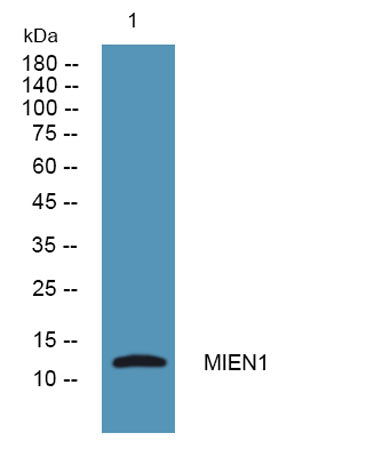 MIEN1 rabbit pAb