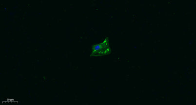 TRPA1 rabbit pAb