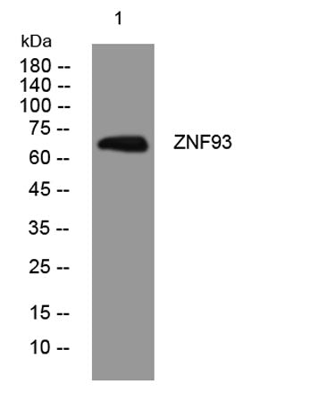 ZNF93 rabbit pAb