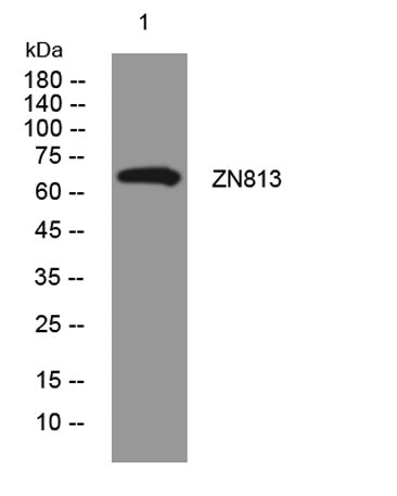 ZN813 rabbit pAb