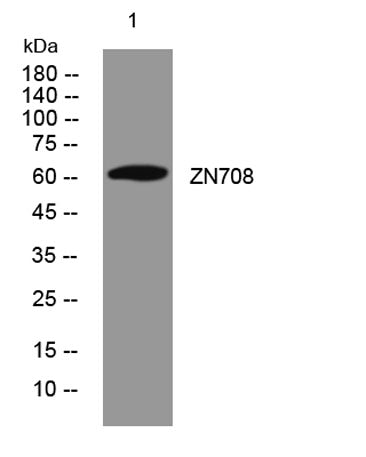 ZN708 rabbit pAb