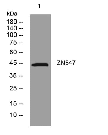 ZN547 rabbit pAb