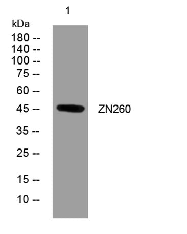 ZN260 rabbit pAb