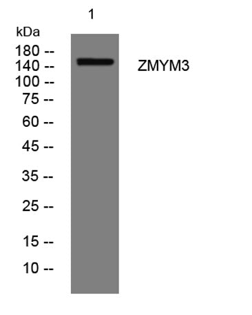ZMYM3 rabbit pAb