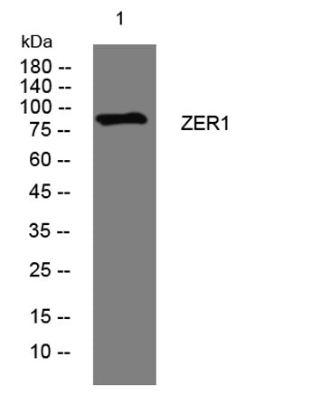ZER1 rabbit pAb