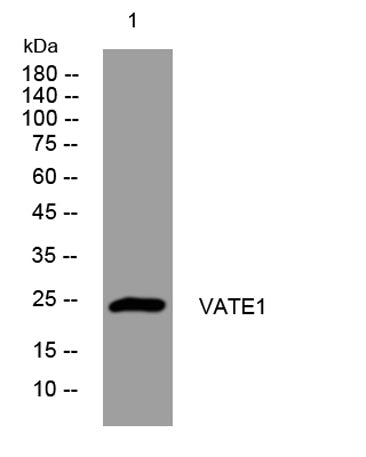 VATE1 rabbit pAb