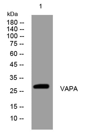 VAPA rabbit pAb
