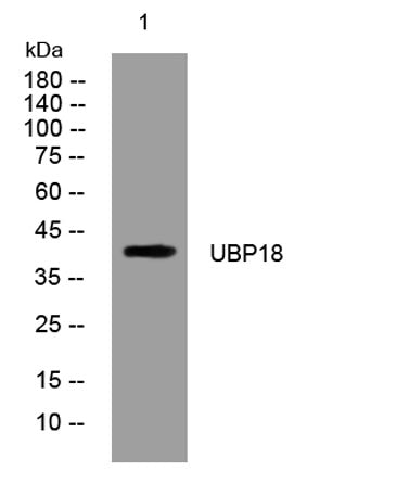 UBP18 rabbit pAb