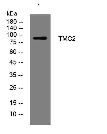 TMC2 rabbit pAb
