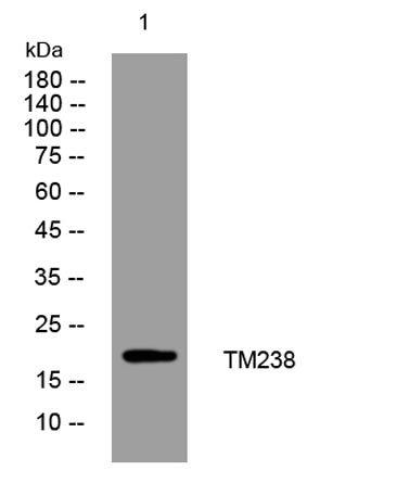 TM238 rabbit pAb