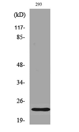 Bad (phospho Ser112) rabbit pAb