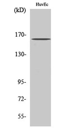 Bcr (phospho Tyr177) rabbit pAb