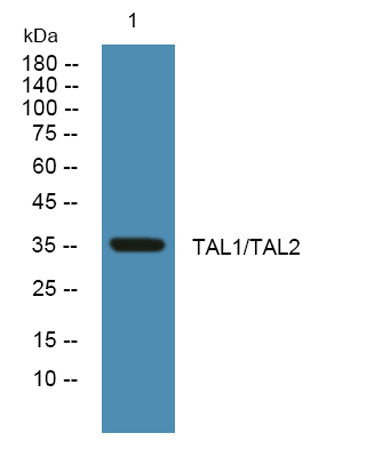 TAL1/TAL2  rabbit pAb