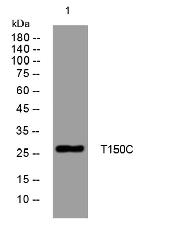 T150C rabbit pAb