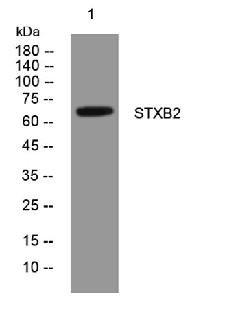 STXB2 rabbit pAb