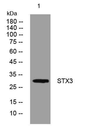 STX3 rabbit pAb