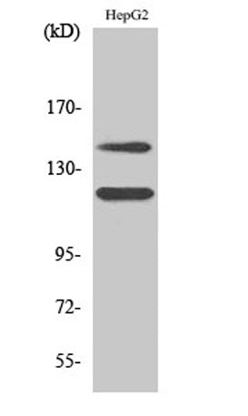 c-Kit (phospho Tyr721) rabbit pAb