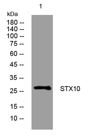 STX10 rabbit pAb