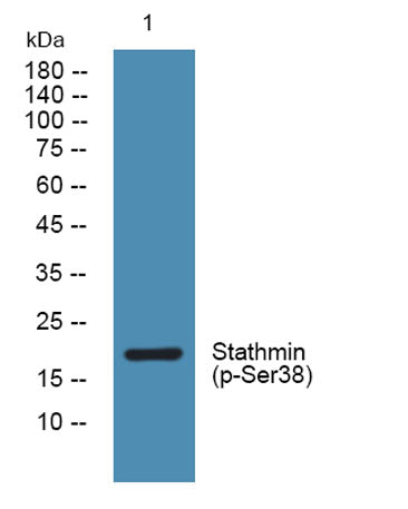 Stathmin (phospho-Ser38)  rabbit pAb